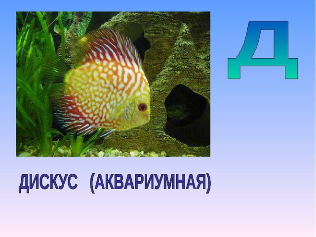 Презентация на тему "Азбука животных в стихах и загадках"