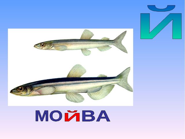 Презентация на тему "Азбука животных в стихах и загадках"