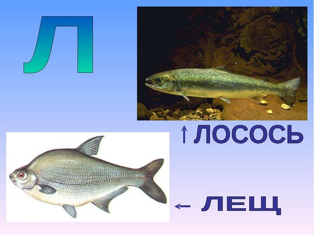 Презентация на тему "Азбука животных в стихах и загадках"