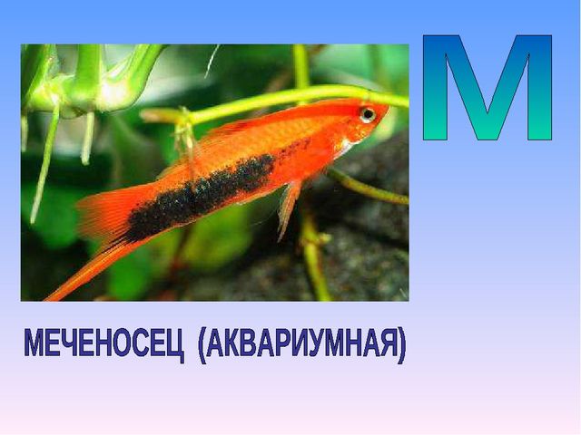 Презентация на тему "Азбука животных в стихах и загадках"