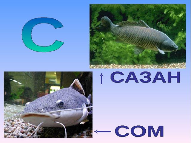 Презентация на тему "Азбука животных в стихах и загадках"