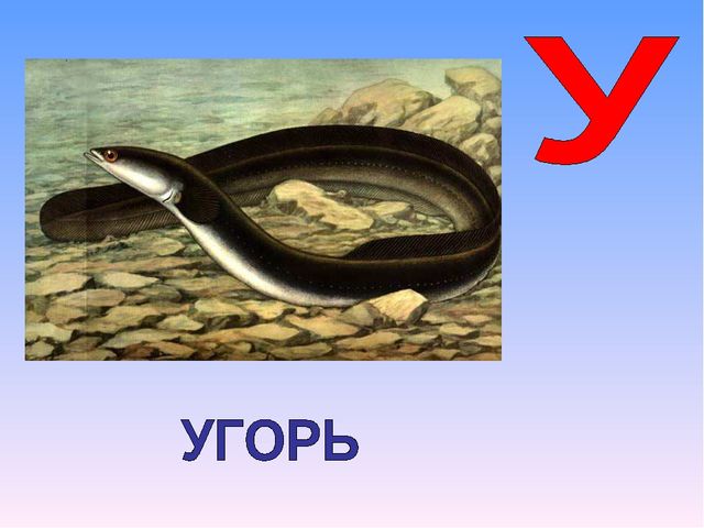 Презентация на тему "Азбука животных в стихах и загадках"