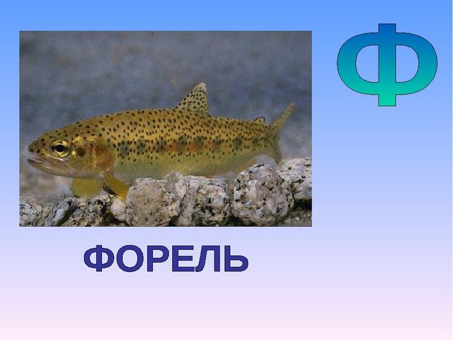 Презентация на тему "Азбука животных в стихах и загадках"