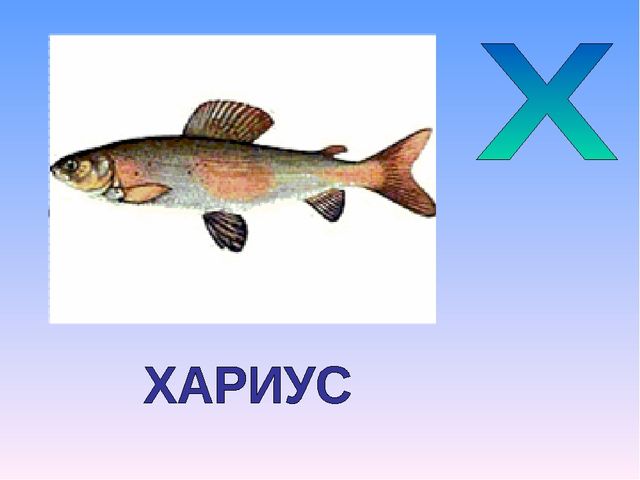 Презентация на тему "Азбука животных в стихах и загадках"