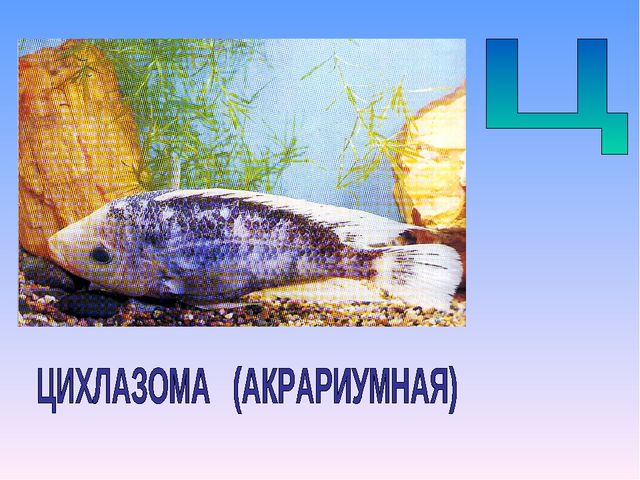 Презентация на тему "Азбука животных в стихах и загадках"