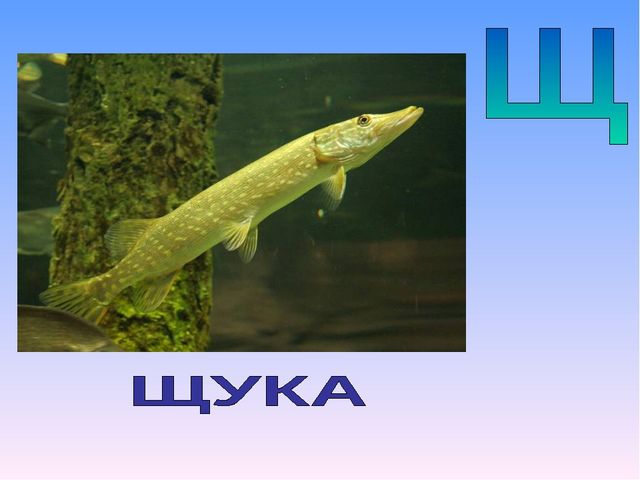 Презентация на тему "Азбука животных в стихах и загадках"