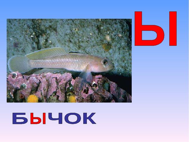 Презентация на тему "Азбука животных в стихах и загадках"