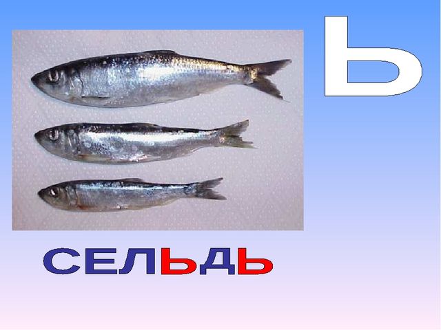 Презентация на тему "Азбука животных в стихах и загадках"