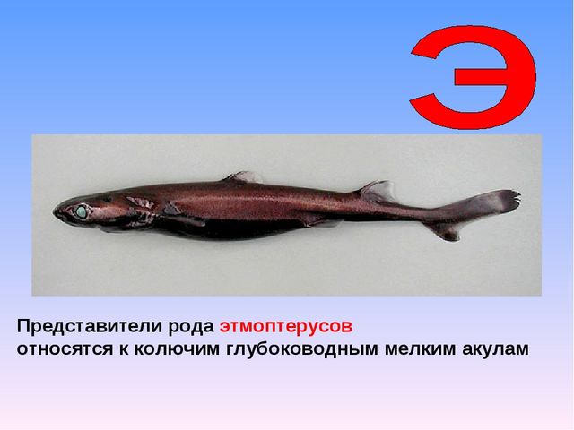 Презентация на тему "Азбука животных в стихах и загадках"