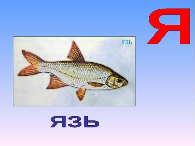 Презентация на тему "Азбука животных в стихах и загадках"