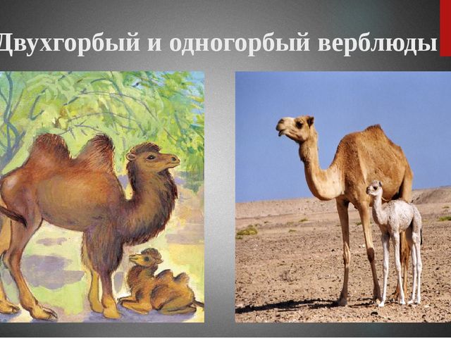 Презентация "Верблюд" ознакомление с окружающим миром старшая группа