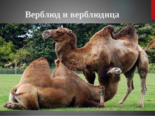 Презентация "Верблюд" ознакомление с окружающим миром старшая группа