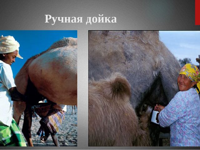 Презентация "Верблюд" ознакомление с окружающим миром старшая группа