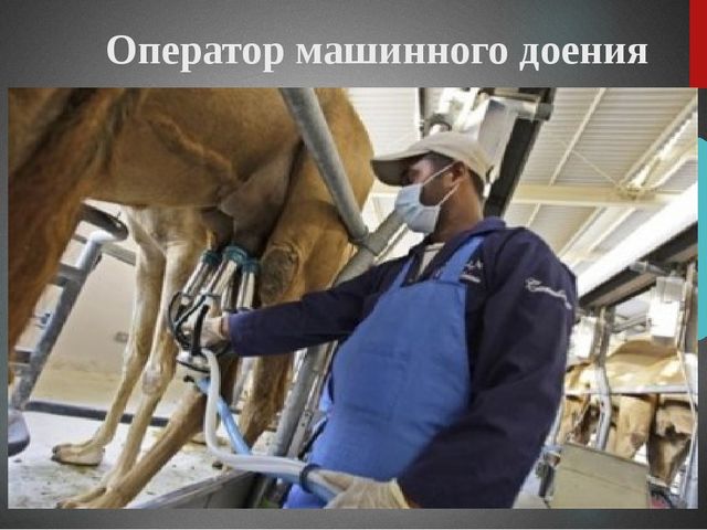 Презентация "Верблюд" ознакомление с окружающим миром старшая группа