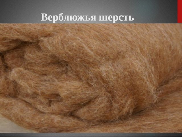 Презентация "Верблюд" ознакомление с окружающим миром старшая группа