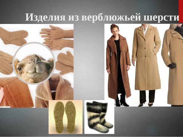 Презентация "Верблюд" ознакомление с окружающим миром старшая группа