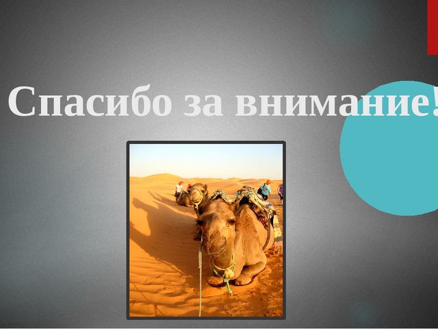Презентация "Верблюд" ознакомление с окружающим миром старшая группа