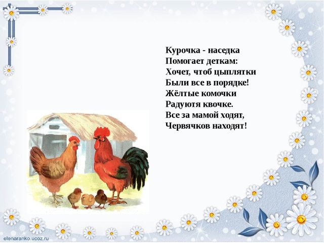 Презентация для детей "Домашние птицы"