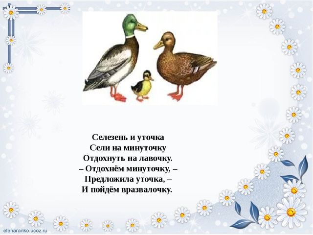 Презентация для детей "Домашние птицы"