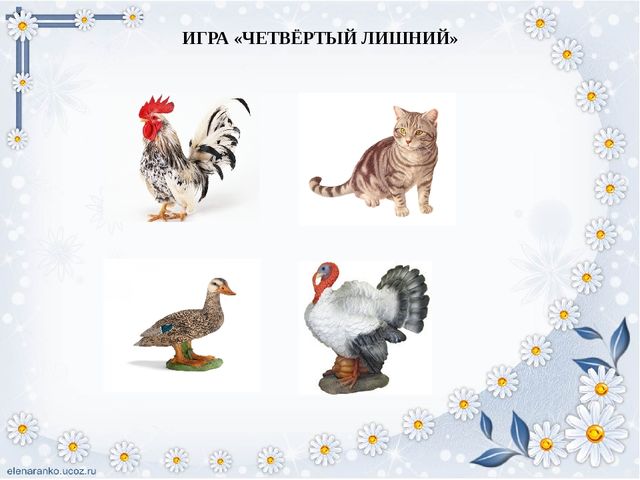 Презентация для детей "Домашние птицы"
