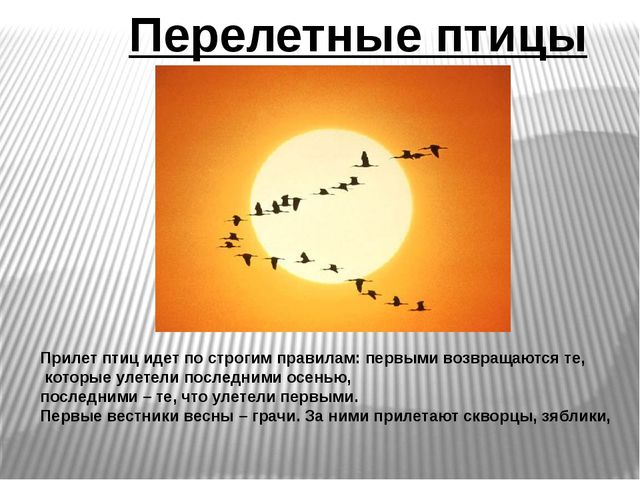 Презентация по развитию речи на тему"Птицы" .