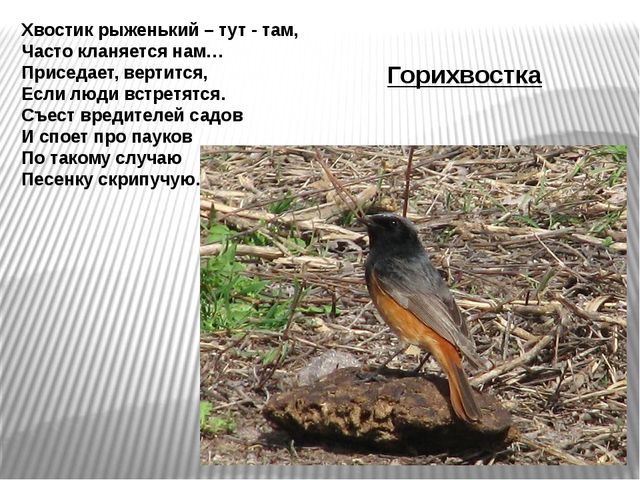 Презентация по развитию речи на тему"Птицы" .
