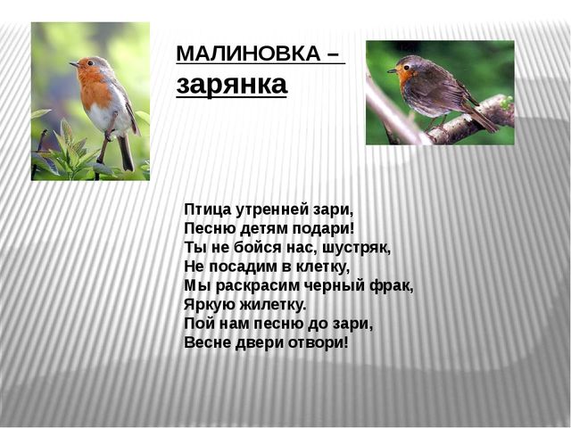 Презентация по развитию речи на тему"Птицы" .