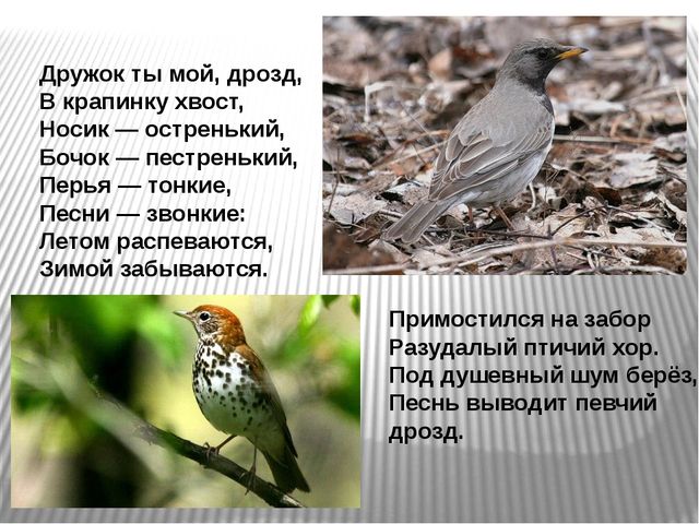 Презентация по развитию речи на тему"Птицы" .
