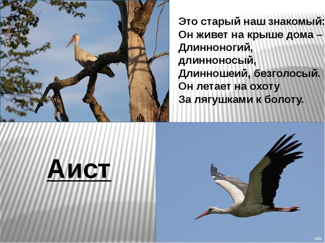 Презентация по развитию речи на тему"Птицы" .