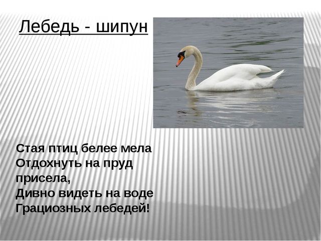Презентация по развитию речи на тему"Птицы" .