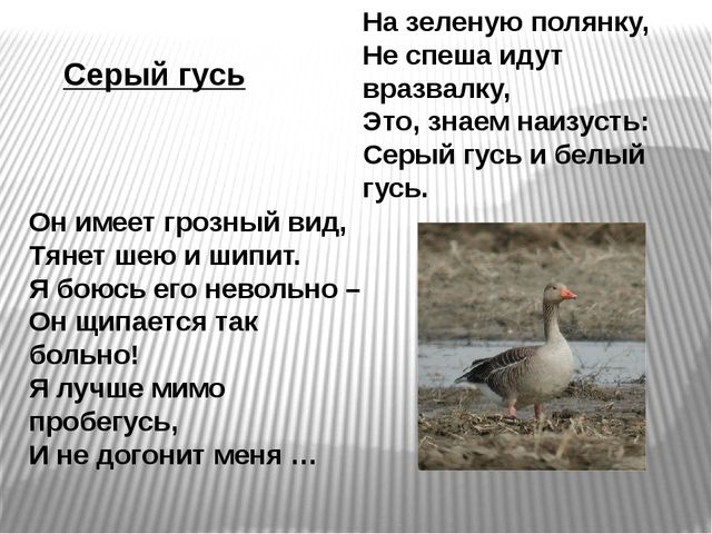 Презентация по развитию речи на тему"Птицы" .