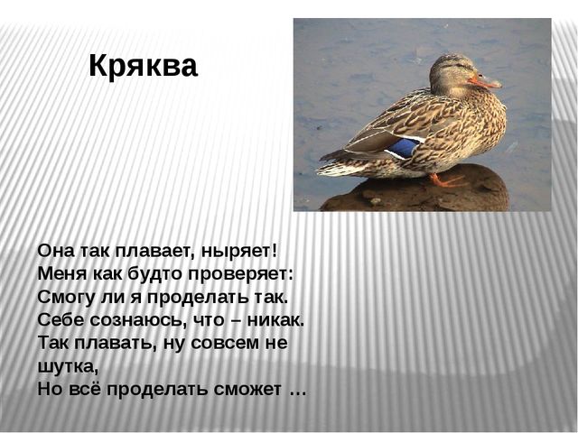 Презентация по развитию речи на тему"Птицы" .