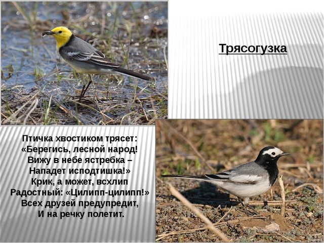 Презентация по развитию речи на тему"Птицы" .