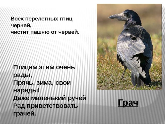 Презентация по развитию речи на тему"Птицы" .