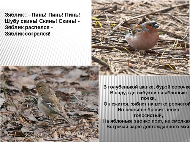 Презентация по развитию речи на тему"Птицы" .