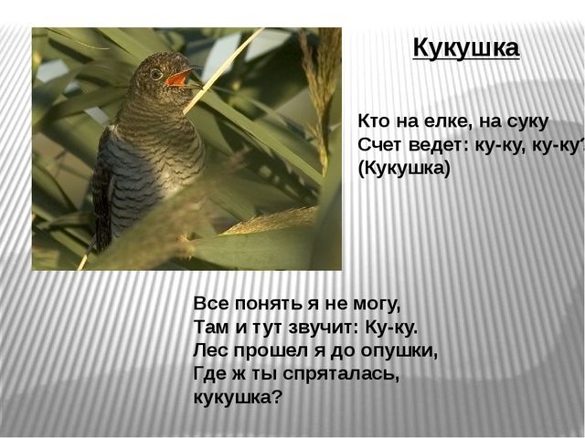 Презентация по развитию речи на тему"Птицы" .
