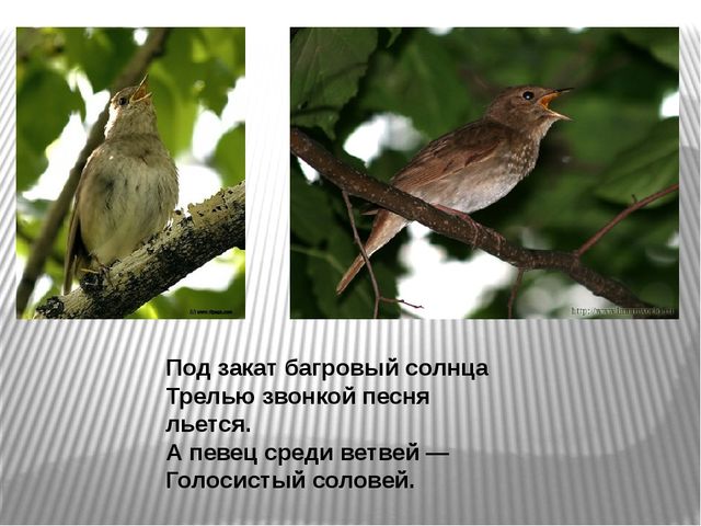 Презентация по развитию речи на тему"Птицы" .