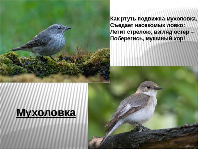 Презентация по развитию речи на тему"Птицы" .