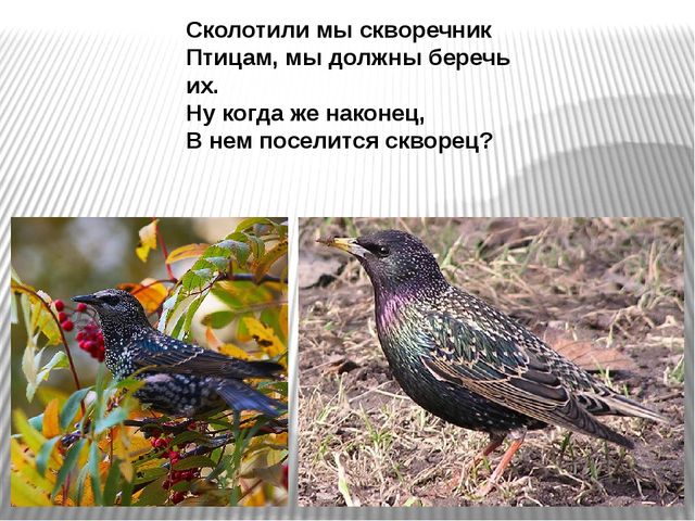 Презентация по развитию речи на тему"Птицы" .