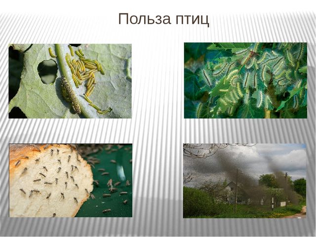 Презентация по развитию речи на тему"Птицы" .