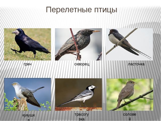Презентация по развитию речи на тему"Птицы" .