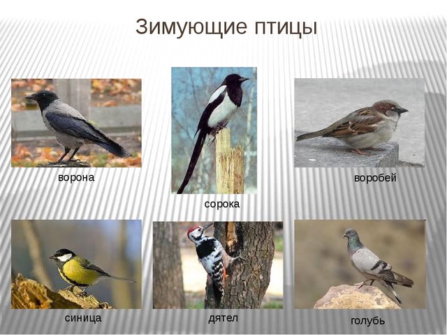 Презентация по развитию речи на тему"Птицы" .
