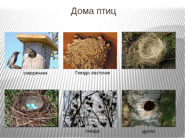 Презентация по развитию речи на тему"Птицы" .