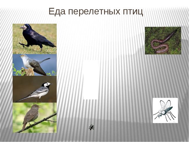 Презентация по развитию речи на тему"Птицы" .