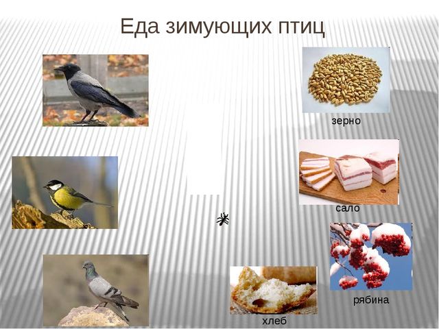 Презентация по развитию речи на тему"Птицы" .