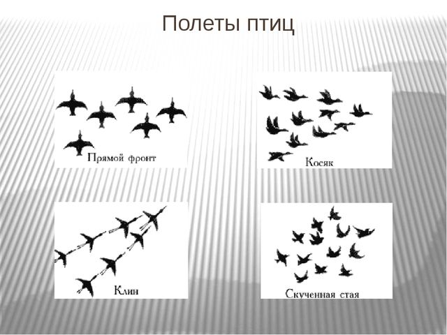 Презентация по развитию речи на тему"Птицы" .