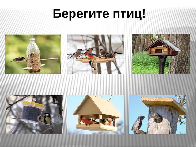 Презентация по развитию речи на тему"Птицы" .