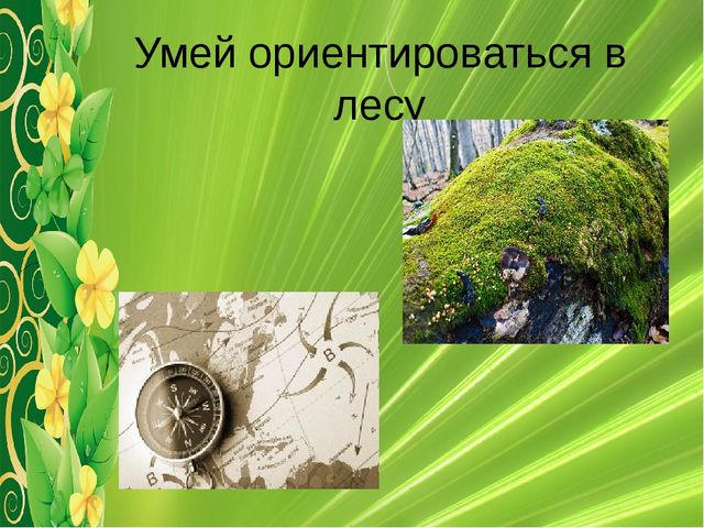 Презентация на тему: "Безопасное поведение в лесу"