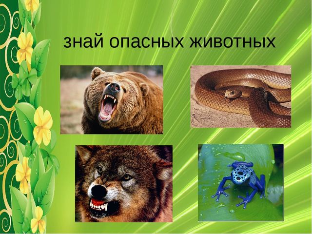 Презентация на тему: "Безопасное поведение в лесу"