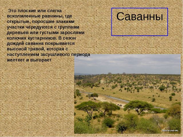 Презеентация на тему "Путешествие в Африку"